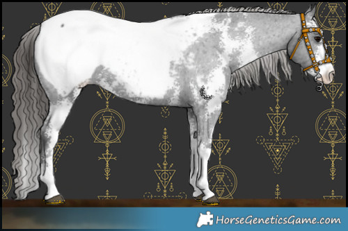 Horse Color:Black Sabino Appaloosa