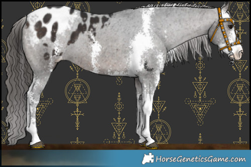 Horse Color:Brown Sabino Appaloosa 