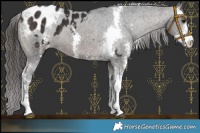 Horse Color:Brown Sabino Appaloosa 