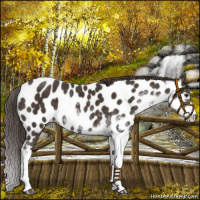 Horse Color:Liver Chestnut Sabino Near Leopard 