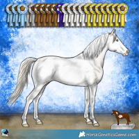 Horse Color:Perlino Tobiano Frame Appaloosa Rabicano 