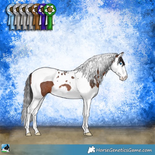 Horse Color:Brown Splash Tobiano Rabicano 