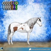 Horse Color:Brown Splash Tobiano Rabicano 