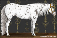 Horse Color:Silver Black Sabino Near Leopard 