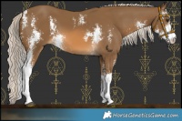 Horse Color:Chocolate Palomino Sabino 