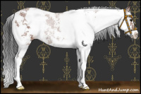 Horse Color:Brown Sabino Appaloosa 