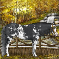 Horse Color:Black Sabino 