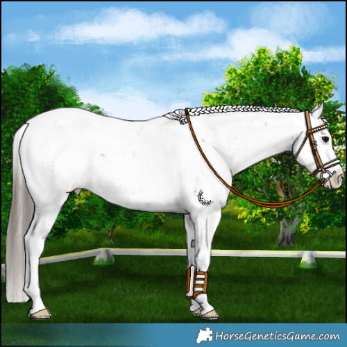 Horse Color:Black Sabino Appaloosa