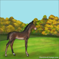 Horse Color:Liver Chestnut Sabino 
