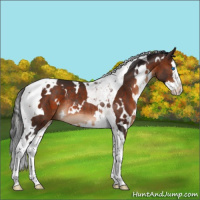 Horse Color:White Spotted Brown Splash Tobiano Rabicano