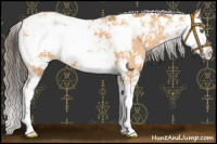 Horse Color:Amber Champagne Sabino