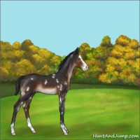 Horse Color:White Spotted Brown Sabino Splash Rabicano 