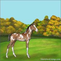 Horse Color:White Spotted Buckskin Splash 