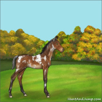 Horse Color:White Spotted Buckskin 