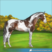 Horse Color:Liver Chestnut Splash Tobiano 