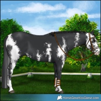 Horse Color:Black Sabino