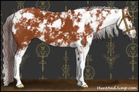 Horse Color:Chocolate Buckskin Sabino 