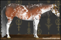 Horse Color:Bay Sabino 