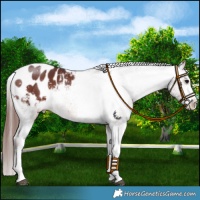 Horse Color:Chocolate Brown Sabino Blanket 