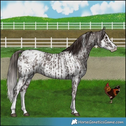 Horse Color:Liver Chestnut Sabino Splash Appaloosa  and Liver Chestnut Sabino Splash Appaloosa 