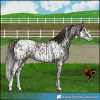 Horse Color:Liver Chestnut Sabino Splash Blanket  and Liver Chestnut Sabino Splash Near Leopard 