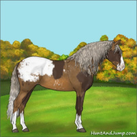 Horse Color:Liver Chestnut Sabino Splash Snowcap  and Chocolate Palomino Sabino Splash Snowcap 