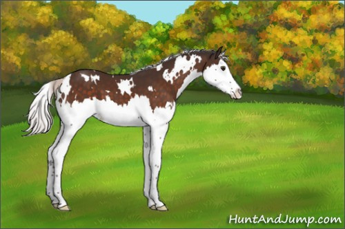 Horse Color:White Spotted Silver Brown Splash 