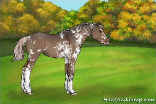 Horse Color:White Spotted Silver Brown Dun Splash 