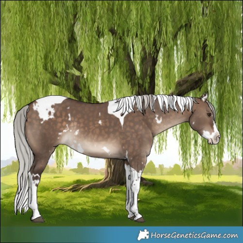 Horse Color:White Spotted Silver Brown Dun Splash Tobiano Rabicano 
