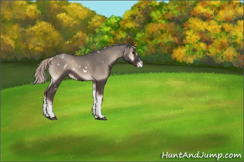 Horse Color:White Spotted Silver Blue Onyx Appaloosa 