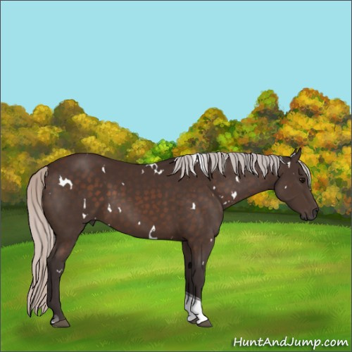 Horse Color:White Spotted Silver Brown Tobiano Rabicano 