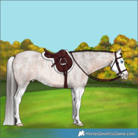 Horse Color:Bay Roan Splash Rabicano 