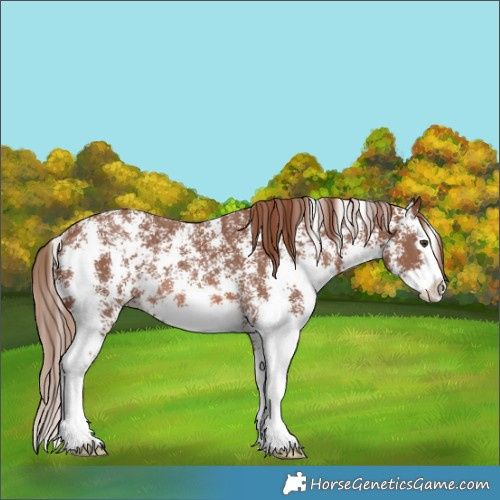 Horse Color:Chestnut Sabino Splash Rabicano 