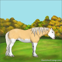 Horse Color:Palomino Splash 