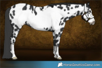 Horse Color:Black Frame Appaloosa 