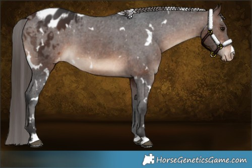 Horse Color:White Spotted Brown Appaloosa