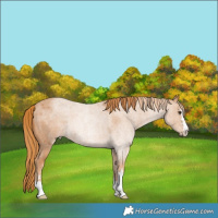 Horse Color:Red Roan 