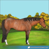 Horse Color:Bay Rabicano 