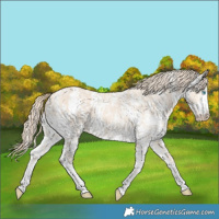 Horse Color:Perlino Sabino  and Perlino Sabino 