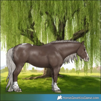 Horse Color:Silver Black Splash Tobiano 
