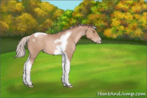 Horse Color:Silver Classic Champagne Tobiano Frame 