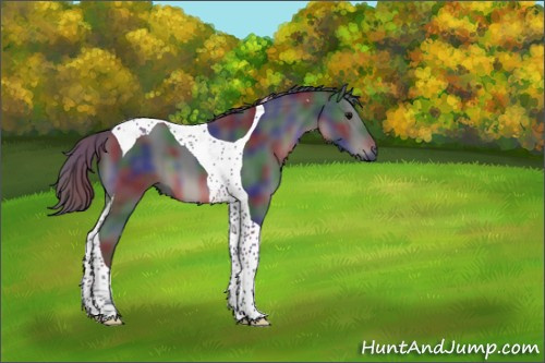 Horse Color:Nacre Black Tobiano 