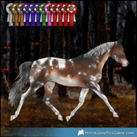 Horse Color:White Spotted Brown Tobiano Appaloosa Rabicano