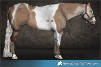 Horse Color:Silver Brown Dun Tobiano Rabicano 