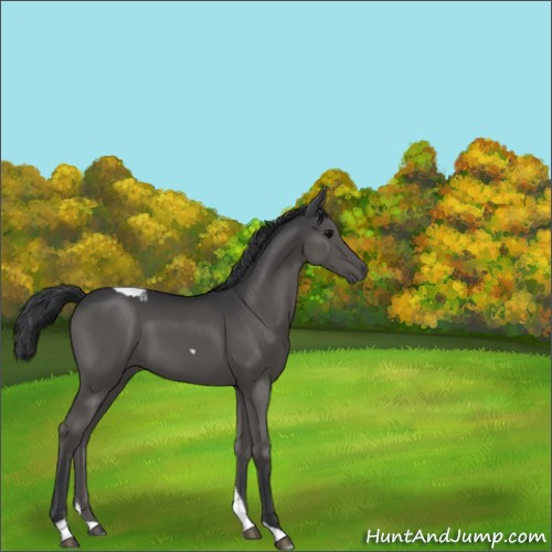 Horse Color:Black Tobiano 