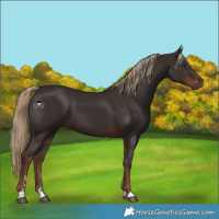 Horse Color:Liver Chestnut 