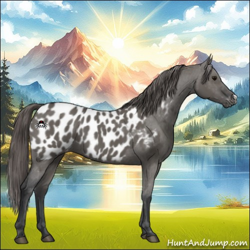Horse Color:Grullo Appaloosa