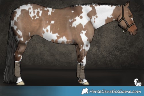 Horse Color:White Spotted Liver Red Dun 