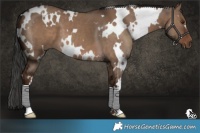 Horse Color:White Spotted Liver Red Dun
