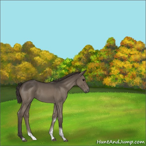 Horse Color:Smoky Blue Roan Tobiano 